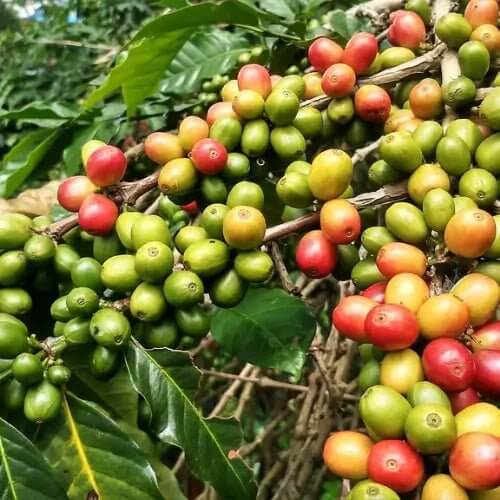 Vietnam's 2025/2026 Coffee Harvest Forecast: Opportunities for Australian Roasters - VIETCOFFEETRADERS