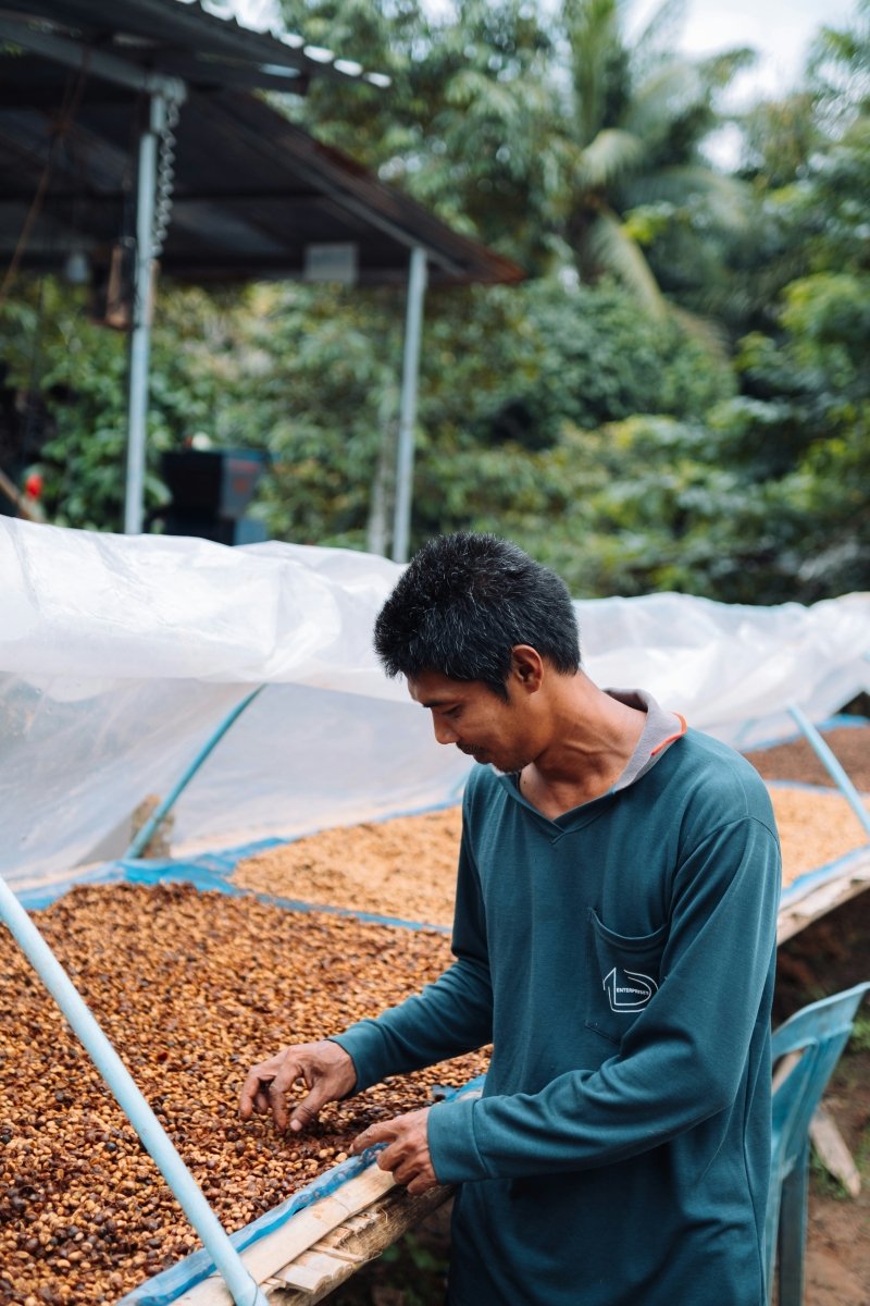 Vietnam's Reintroduced 5% VAT on Green Coffee Beans: Implications for Exports and Prices in 2025 - VIETCOFFEETRADERS